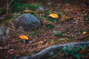 Details - Fall Color 2025 With the Canon 1Ds Mark III
