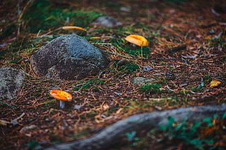 Details - Fall Color 2025 With the Canon 1Ds Mark III