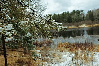 Snow on Balsam Fir - Sample images from the Canon 1D Mark IV DSLR