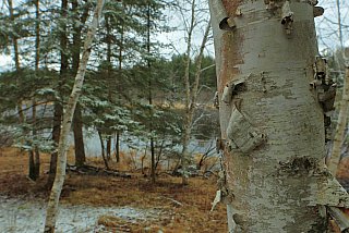 Birch Up Close - Sample images from the Canon 1D Mark IV DSLR