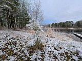 White Pine Seedling in Snow - Insta 360 Ace Pro 2 Samples