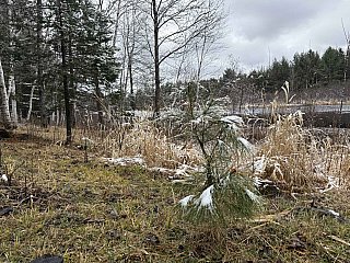 New White Pine - Sample images from the iPhone 16 Pro Max