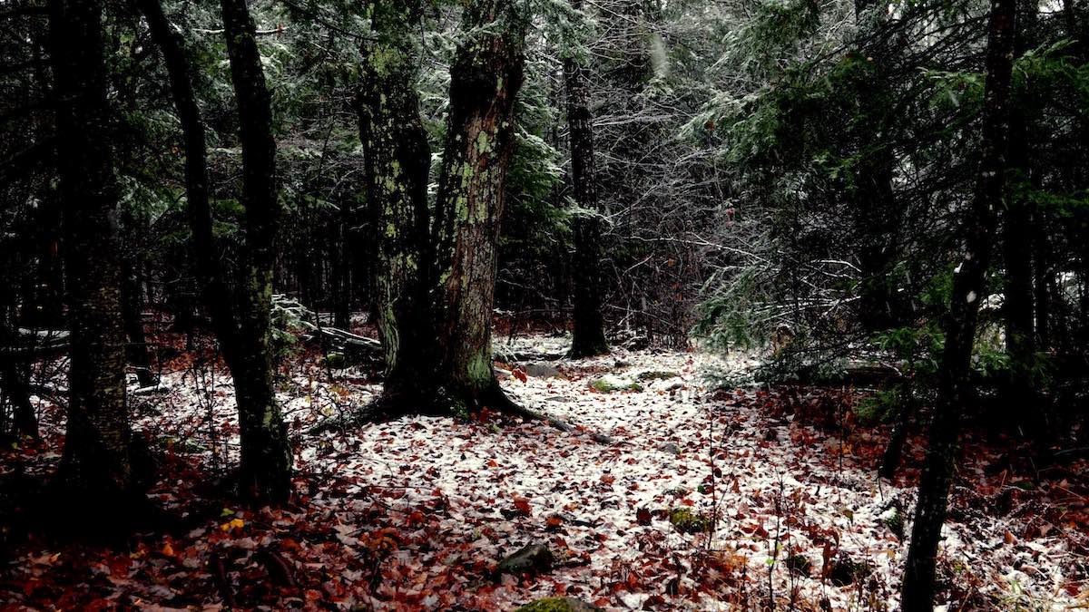 Deep in the Wisconsin Northwoods, the first snows of winter fall in an evergreen forest
